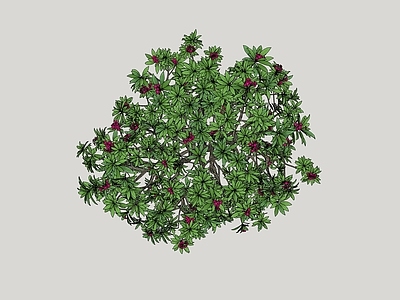 灌木 绿篱 灌木球 盆栽灌木 花箱灌木