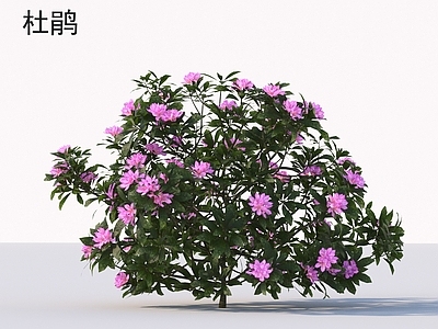 灌木 杜鹃 花草灌木