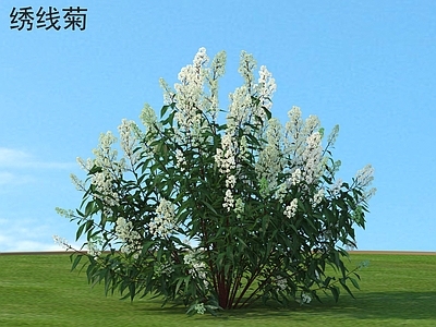 灌木 绣线菊 花草灌木