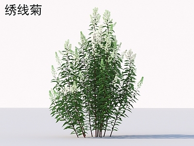 灌木 绣线菊 花草灌木