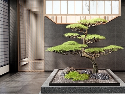 新中式室内景观 石头 松树 植物造景 天井