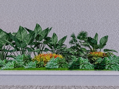 植物组合 热带 大叶 雪茄竹芋 组团 花草