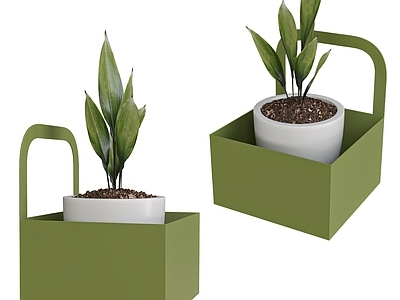 其他绿植 植物