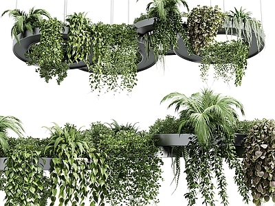 盆景 现代悬挂植物 垂吊植物