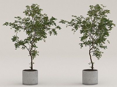 其他绿植 盆栽 花草树木 摆件