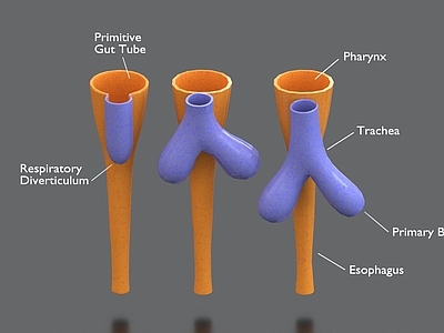 现代摆件组合 食管 器官 科普 生物学 医学摆件