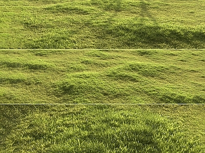 草坪 草坪 草地 户外 野草 草皮