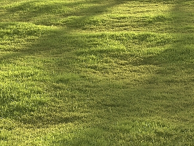 草坪 草坪 草地 户外 野草 草皮