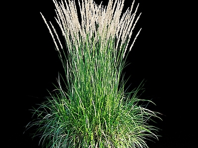 草 草 芦苇 观赏草 野草 茅草