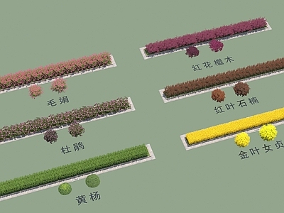 花坛 隔离带绿化 各种绿化色块 红花檵木 红叶石楠 杜鹃