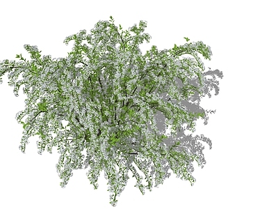 灌木 喷雪花 雪柳 花境