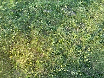 草坪 草坪 草地 草皮 野草 野花