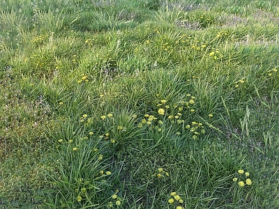 草坪 草坪 草地 草皮 野草 野花