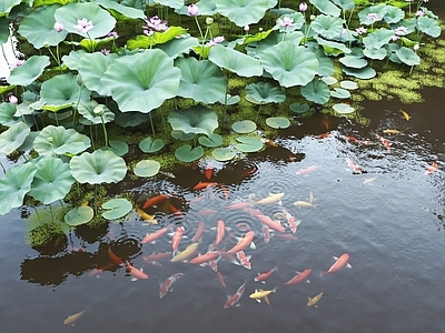 现代乡村景观 荷花池塘