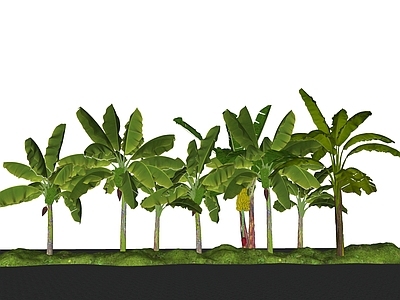 植物组合 现代香蕉树 芭蕉树 热带植物 微地形