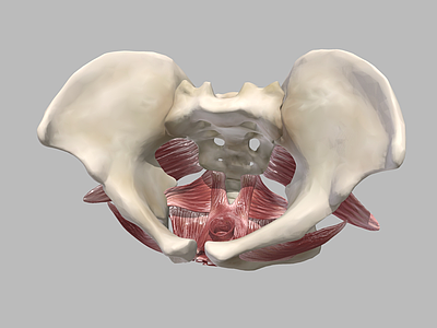 虚拟人物 女性盆底肌肉 骨盆 妇产科 医学影像 解剖身体部位 妇科