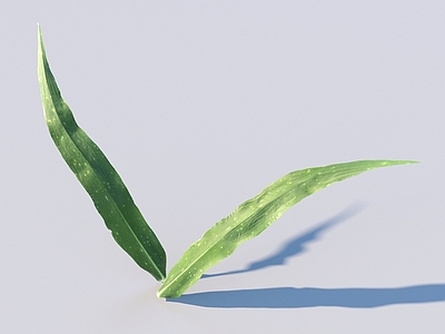 其他绿植 蔬菜 菜叶 树叶