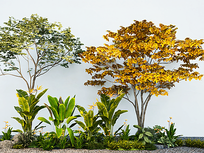 植物组合 天堂鸟 乔木造型树 植物组合 热带植物 绿植 花草