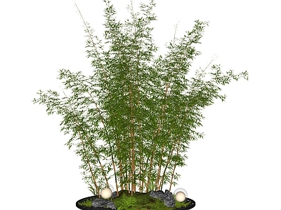 竹子 湘妃竹 竹 庭院小品 树池