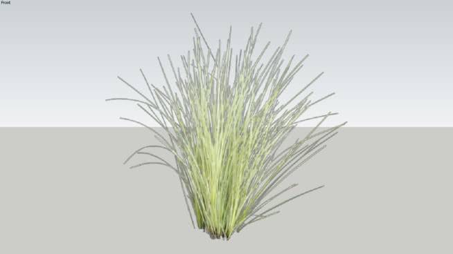 花花公子 植物 其他 画 草地 玉米