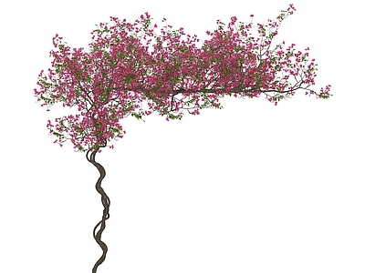 藤蔓 花架藤蔓