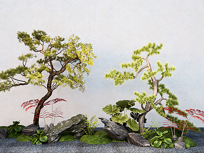 乔木 造型树 树