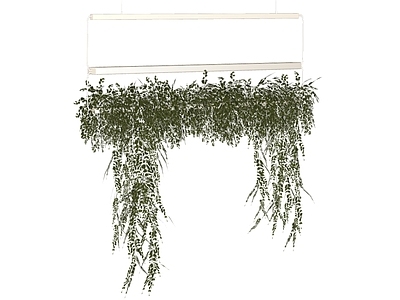 植物组合 现代植物吊篮