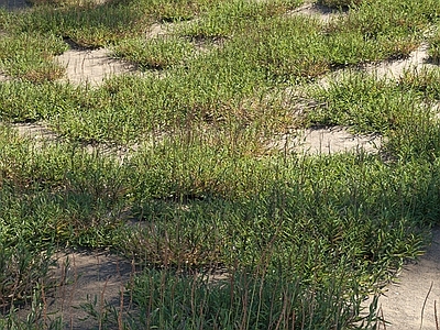 现代佛龛 现代植物 草地 草坪 花草灌木