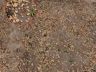 其他绿植 落叶 枫叶 树叶 枯叶 户外路面