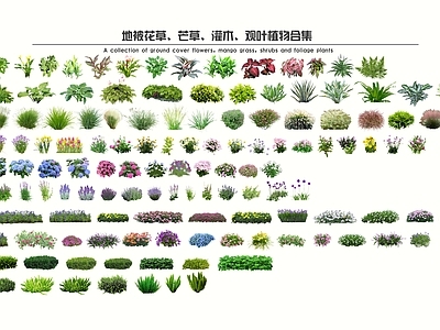 花草 花境 花箱花草 花坛花草