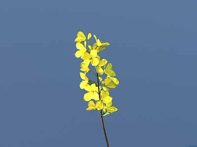 花 花 野花 绿植