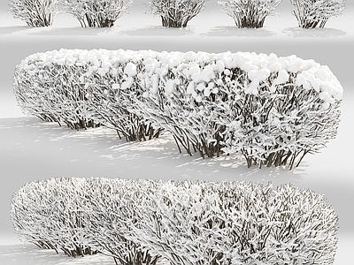 现代灌木 冬季雪景灌木植物