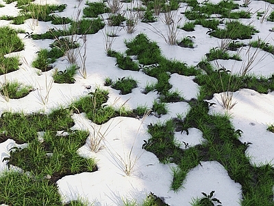 草坪 草坪 雪地 草地 野草 雪景