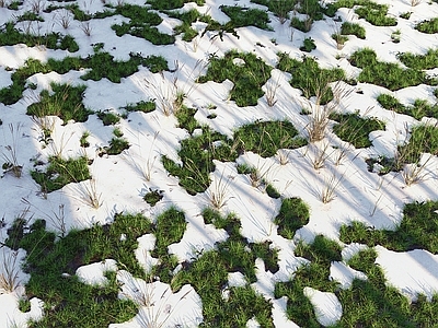 草坪 草坪 雪地 草地 野草 雪景