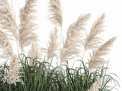 其他绿植