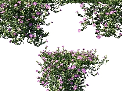 其他绿植