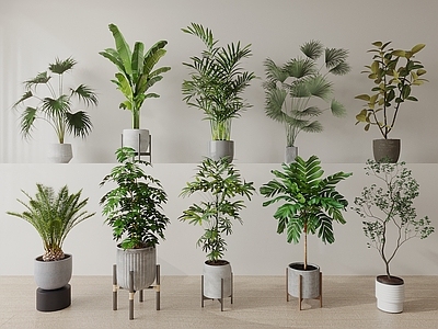 其他绿植 绿植盆栽 落地 盆栽 植物盆栽 天堂鸟