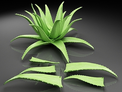 其他绿植 芦荟 绿植 多肉植物