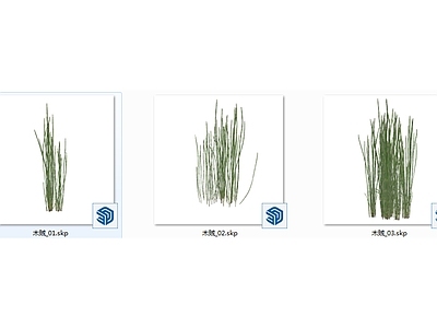 植物组合 木贼 3d植物
