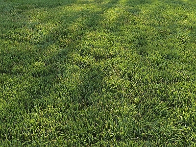 草