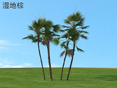 其他树木 湿地棕 植物类