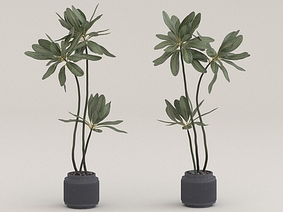 其他绿植 摆件 植物花草