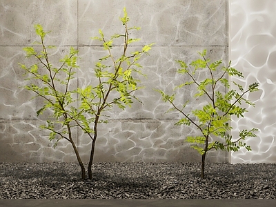 其他绿植 杂木 植物 小植物
