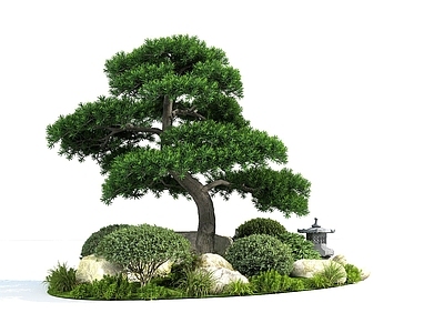 植物组合 新中式松树景观 庭院植物景观 松树 灌木组团 树池植物组合