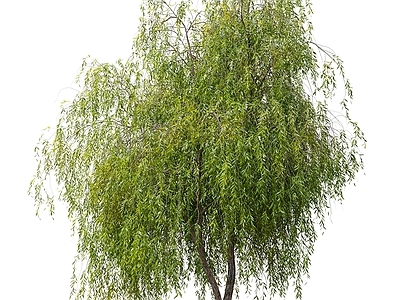 其他树木