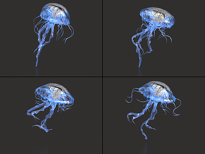 水生类动物 水母带绑定和动画 月亮水母 海月水母 海洋生物 发光水母