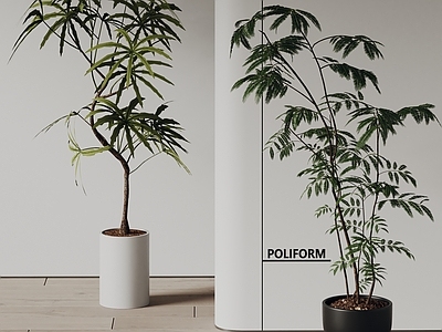 盆栽 poliform 现代 盆景