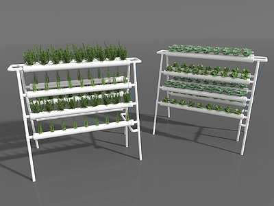 其他绿植 水培植物 植物 无土栽培