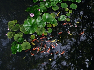 现代中式水景 鱼池 池 庭院水景