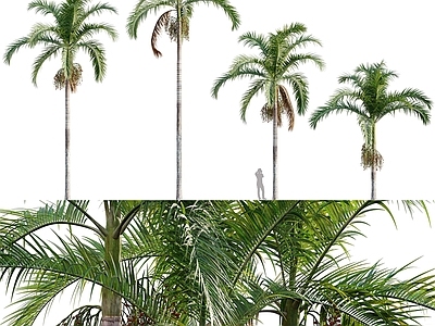 其他绿植